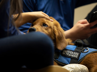A service dog in training wearing in a blue vest.